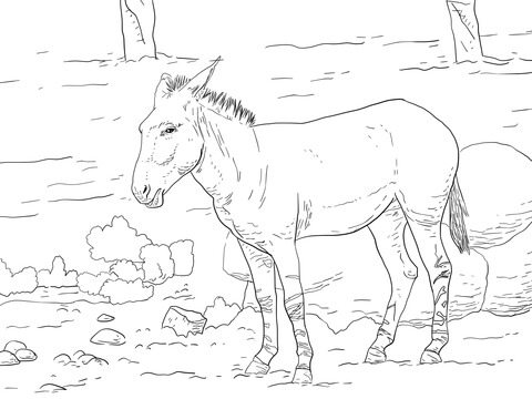 Somali Wild Ass Coloring Page